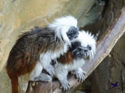 Haus des Meeres 13.03.2026